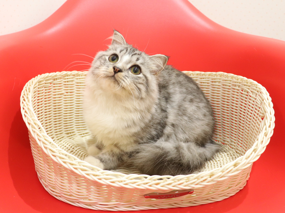 スコティッシュフォールドの子猫画像