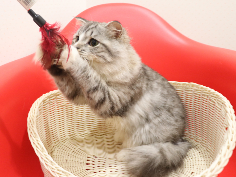 スコティッシュフォールドの子猫画像