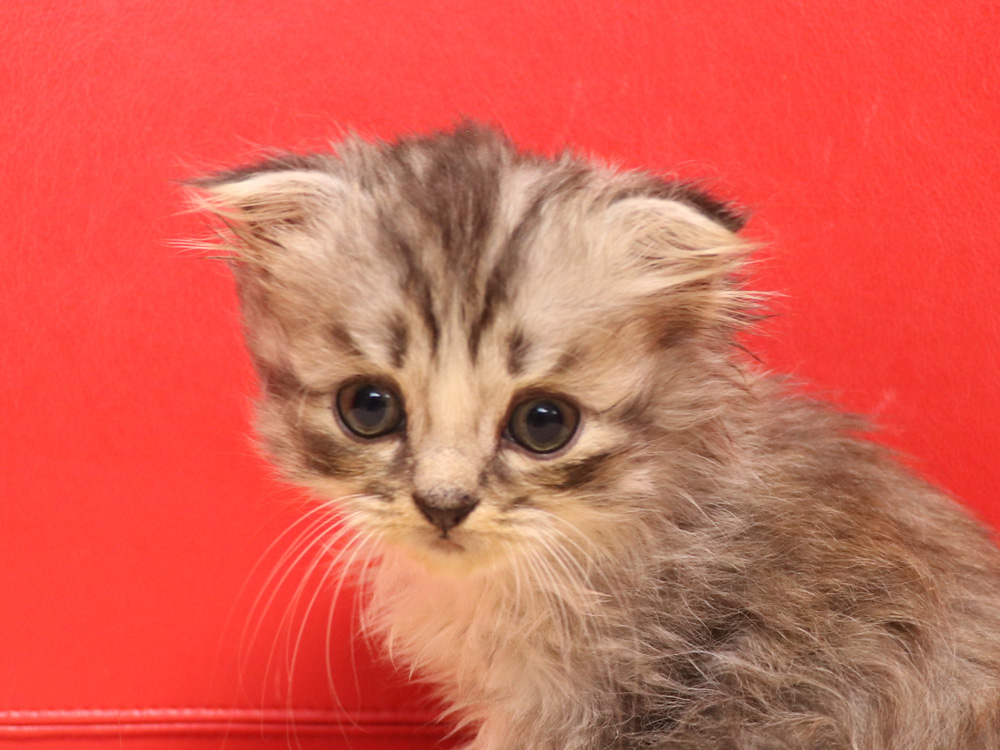 スコティッシュフォールドの子猫画像