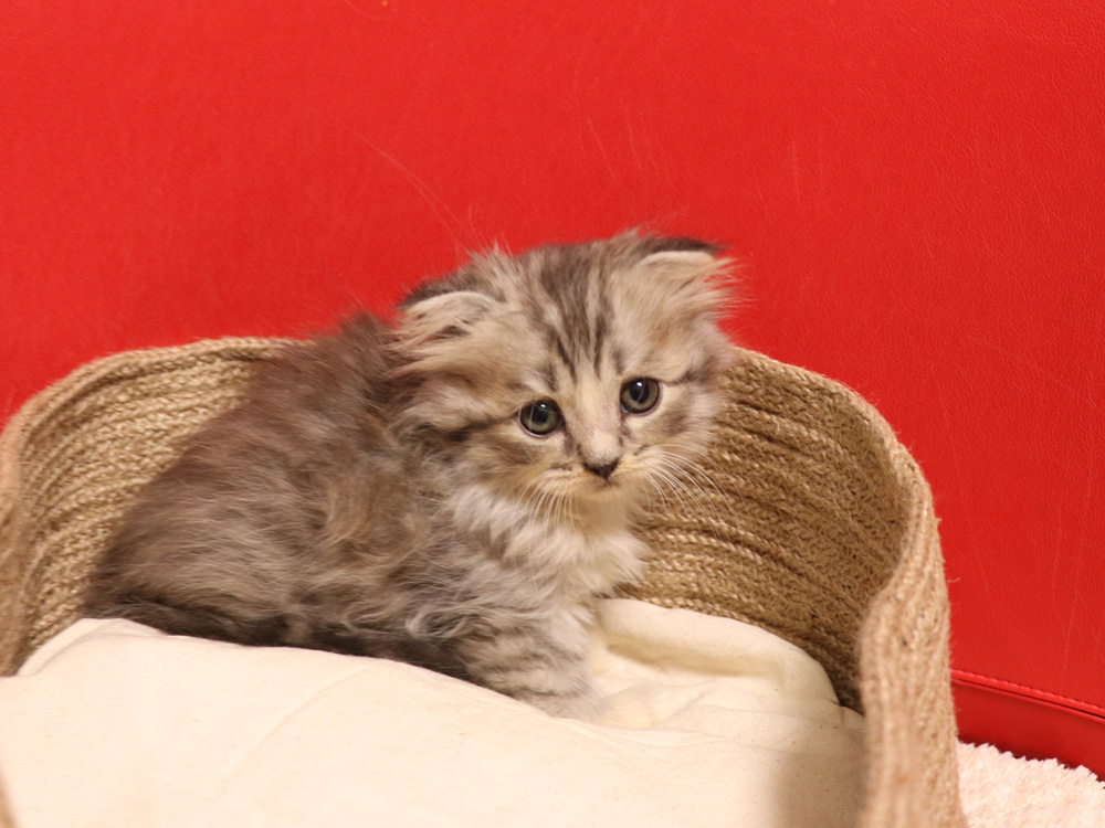 スコティッシュフォールドの子猫画像