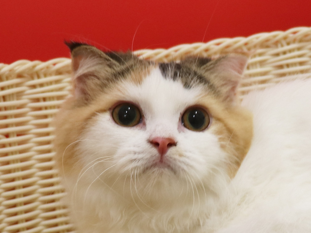 スコティッシュフォールドの子猫画像