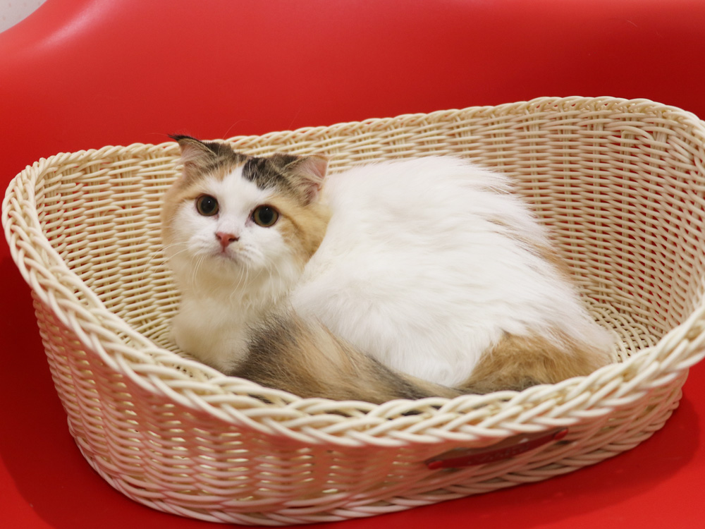 スコティッシュフォールドの子猫画像