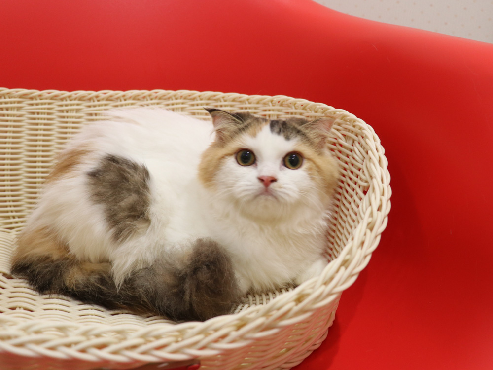 スコティッシュフォールドの子猫画像