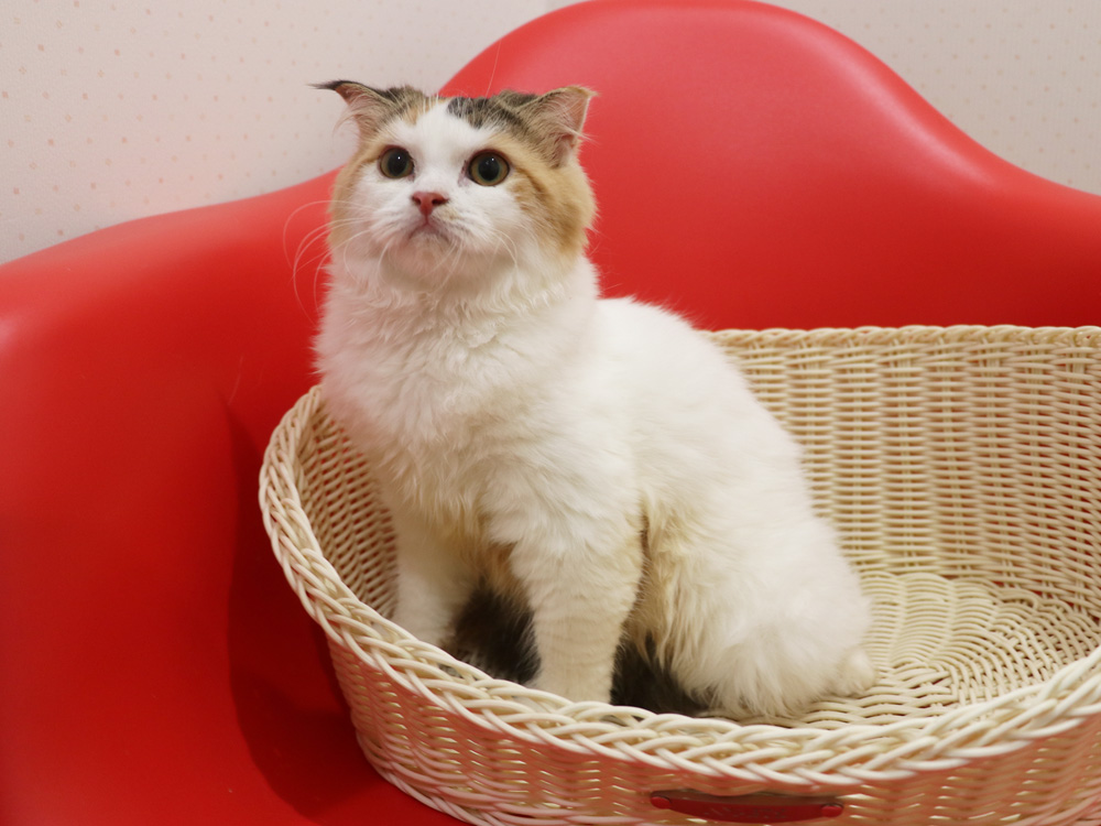 スコティッシュフォールドの子猫画像