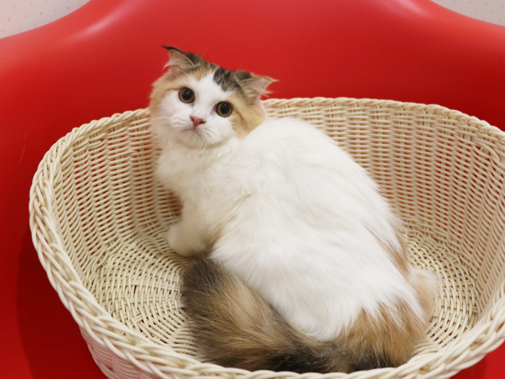 スコティッシュフォールドの子猫画像