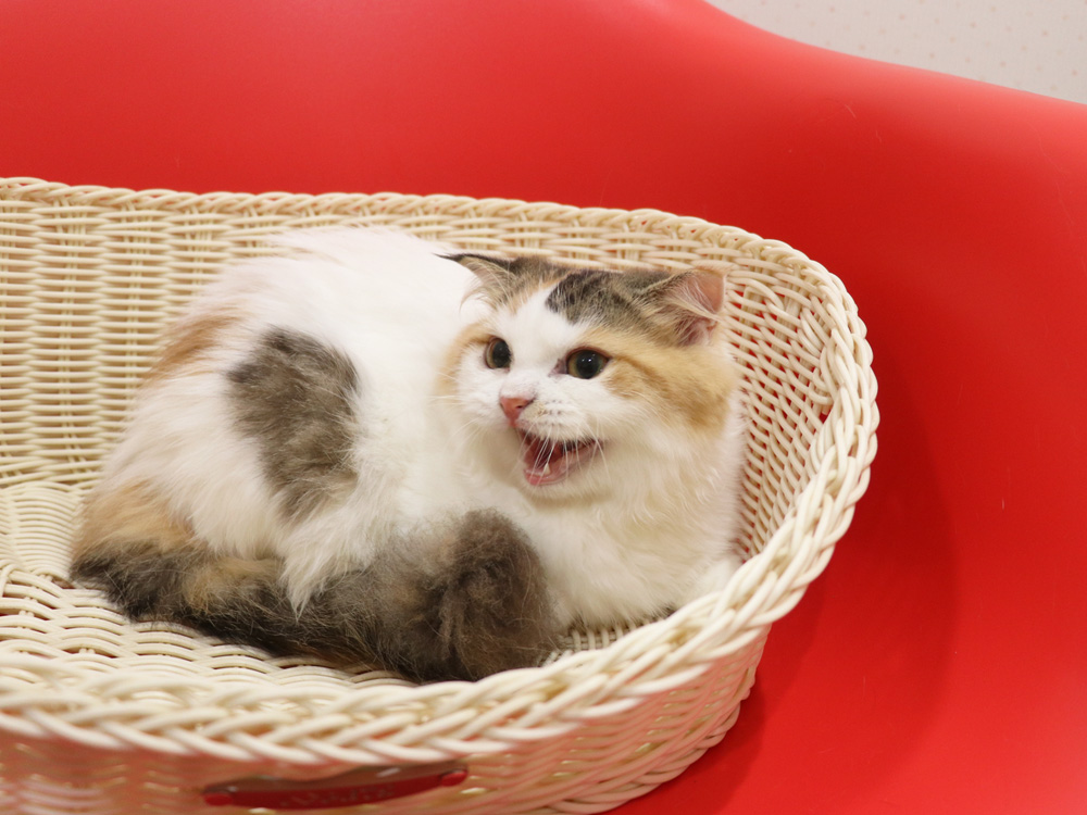 スコティッシュフォールドの子猫画像