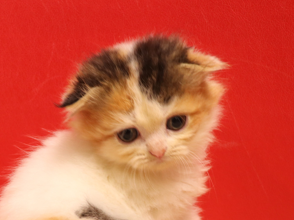 スコティッシュフォールドの子猫画像