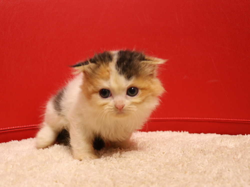 スコティッシュフォールドの子猫画像