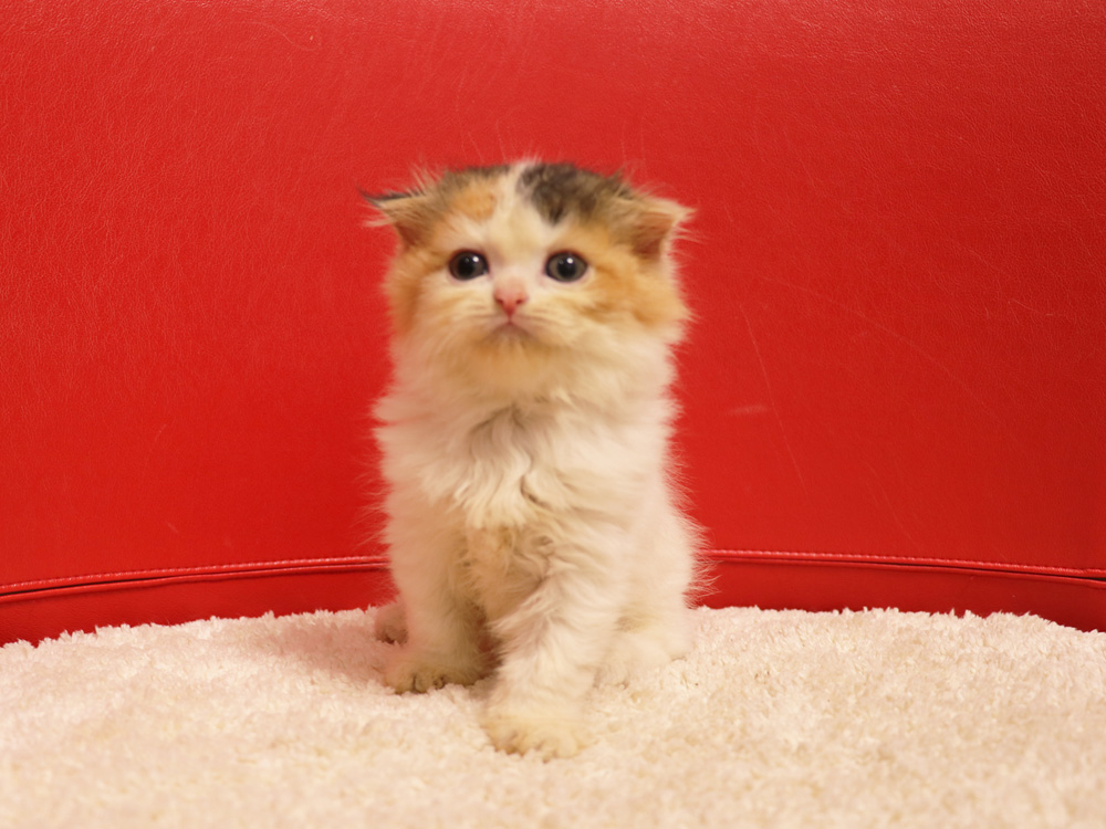 スコティッシュフォールドの子猫画像