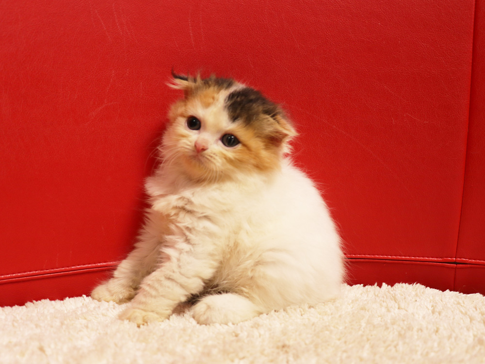 スコティッシュフォールドの子猫画像