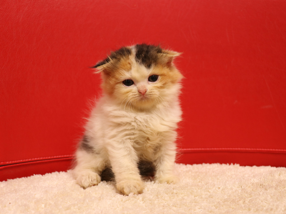 スコティッシュフォールドの子猫画像