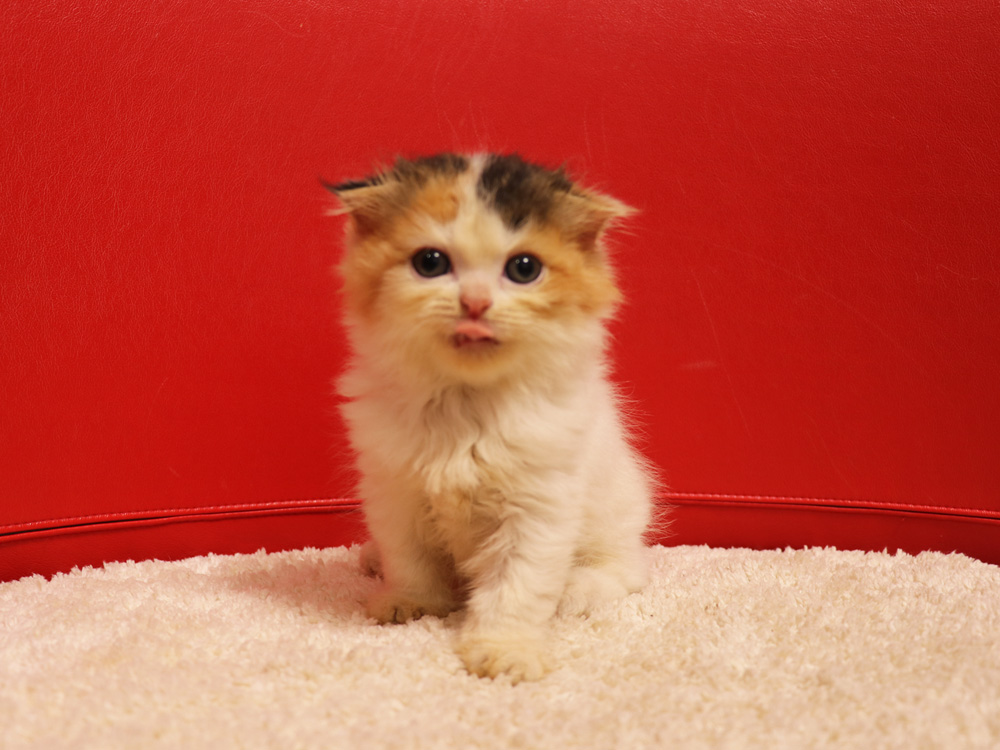 スコティッシュフォールドの子猫画像