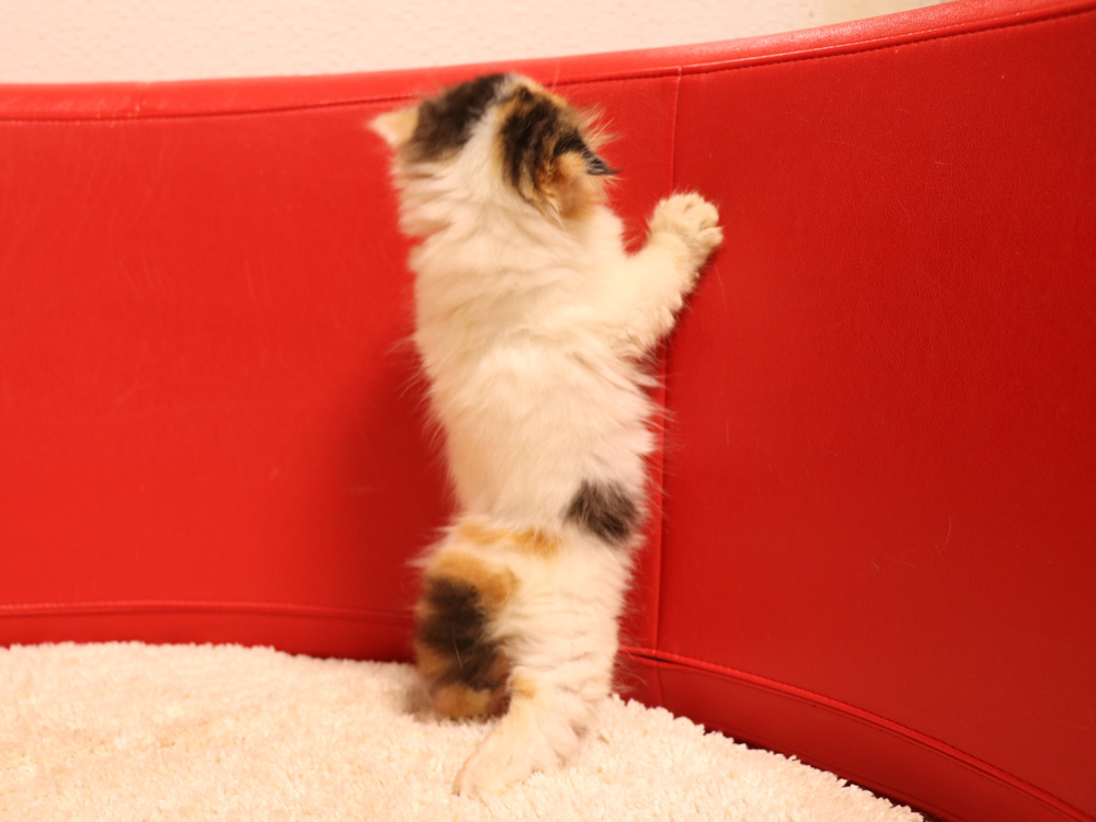 スコティッシュフォールドの子猫画像