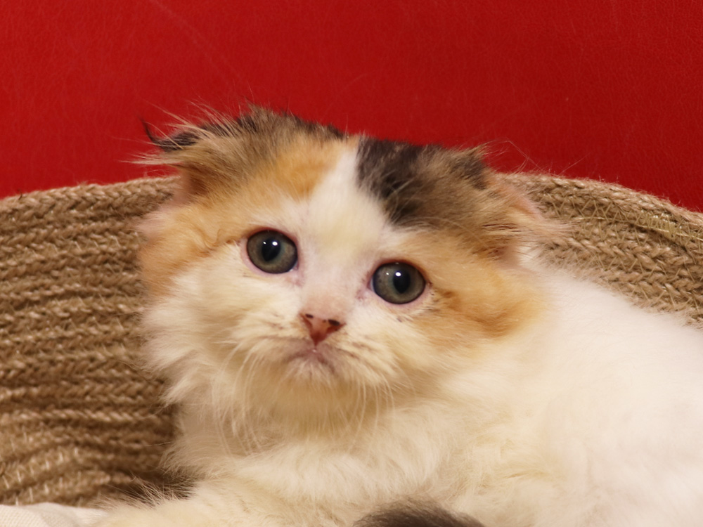 スコティッシュフォールドの子猫画像