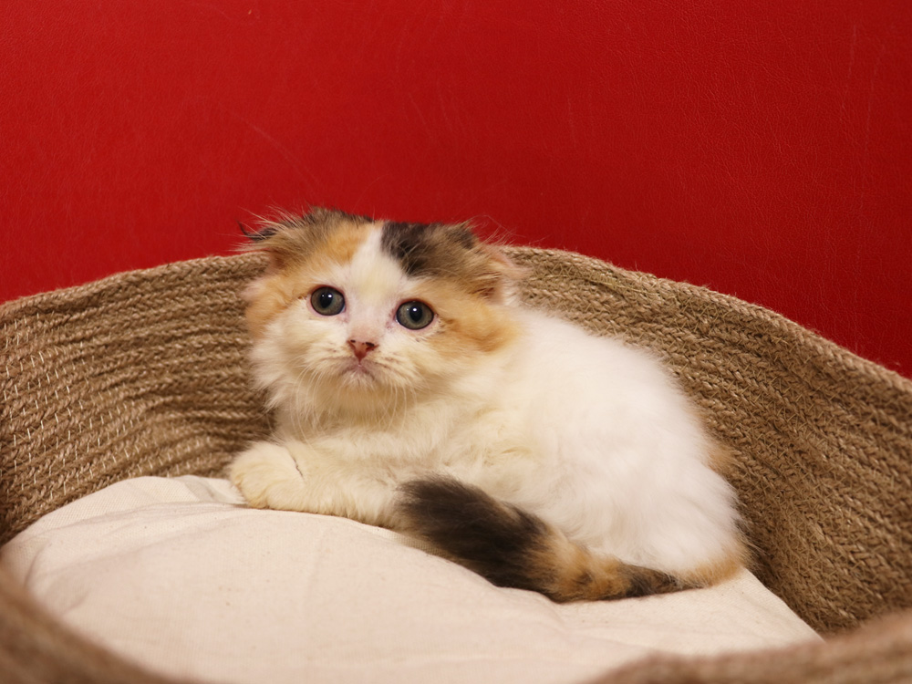 スコティッシュフォールドの子猫画像
