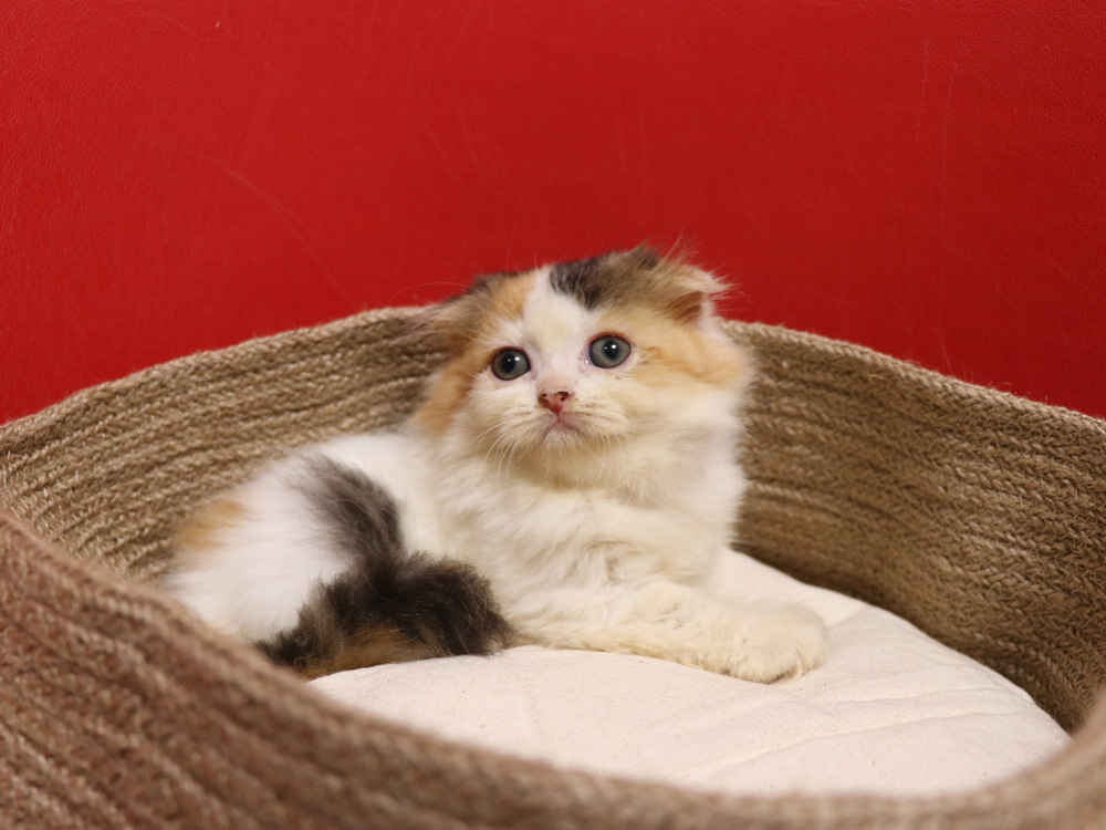 スコティッシュフォールドの子猫画像