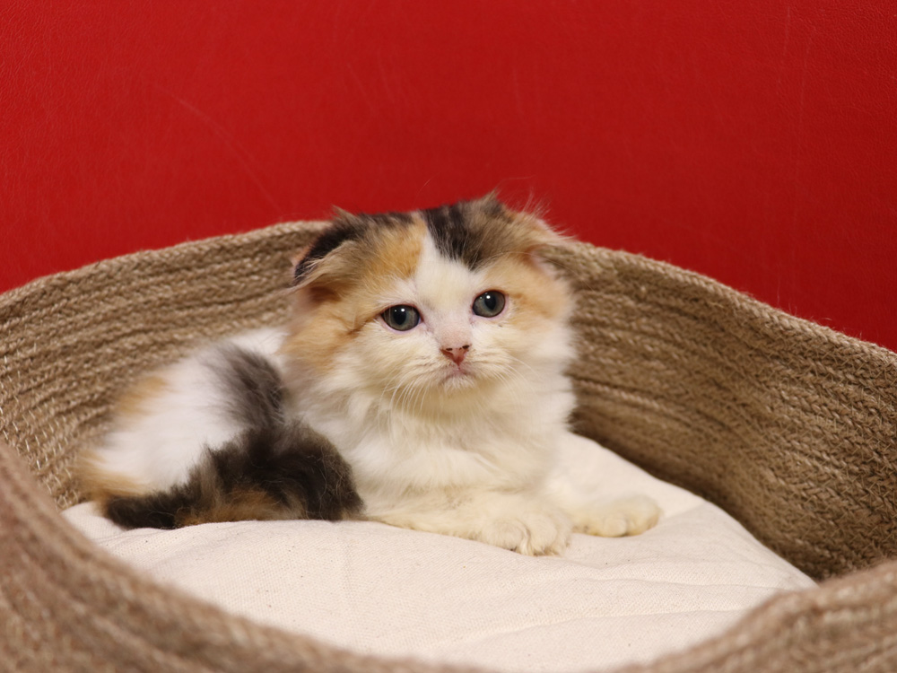 スコティッシュフォールドの子猫画像