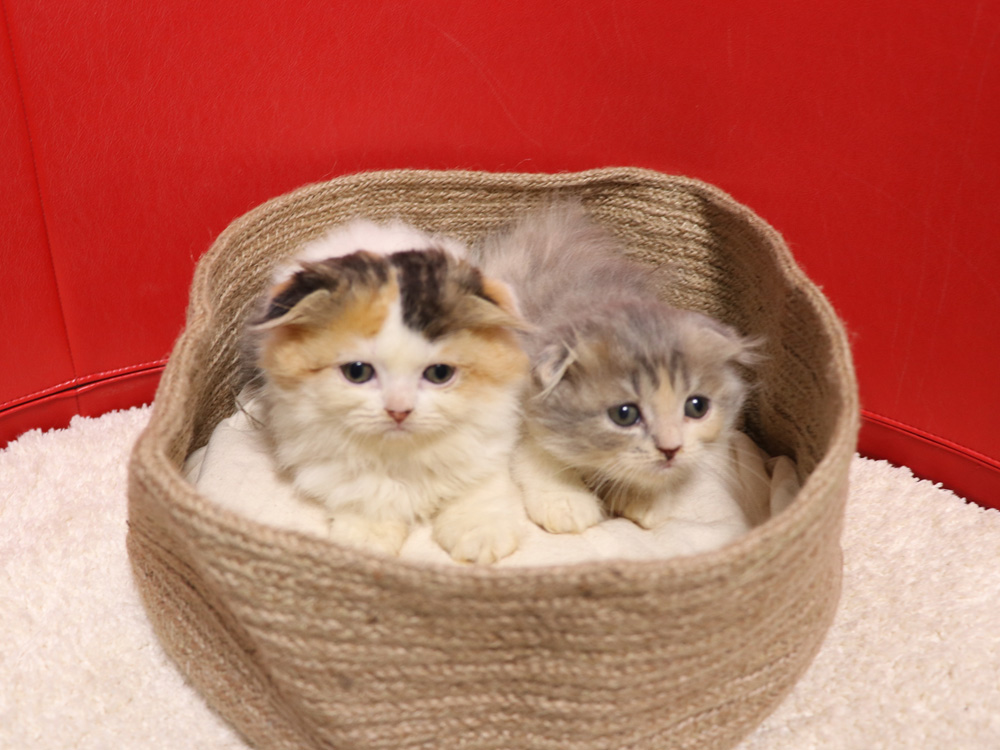 スコティッシュフォールドの子猫画像