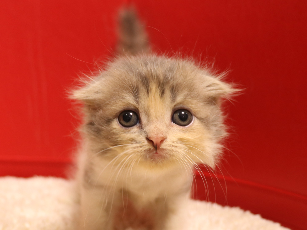 スコティッシュフォールドの子猫画像