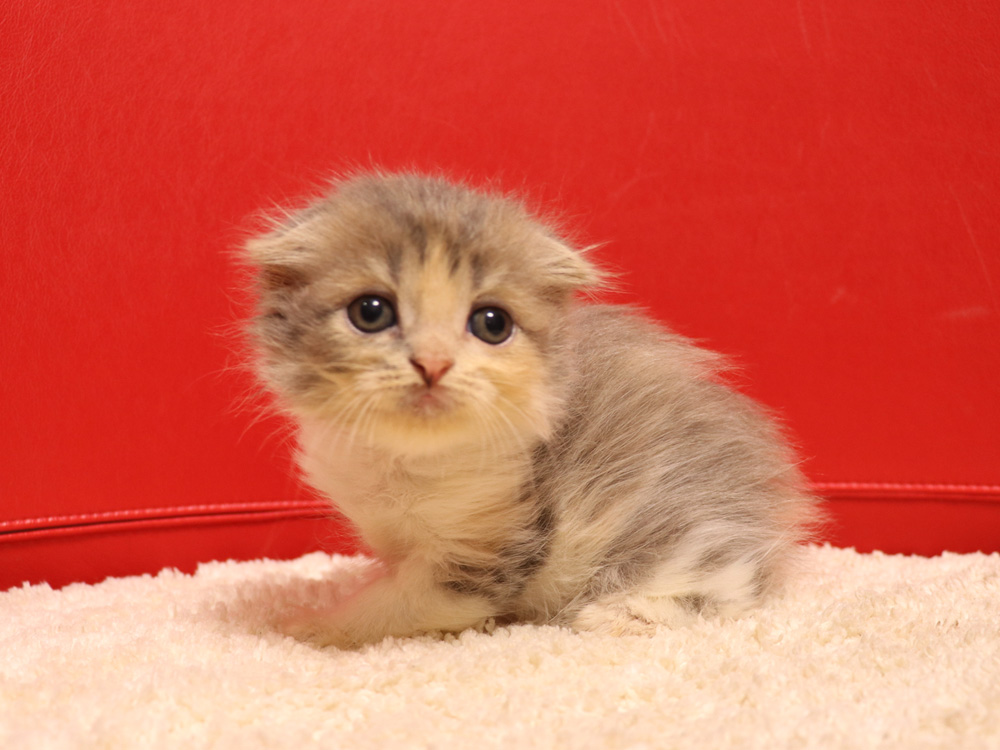 スコティッシュフォールドの子猫画像