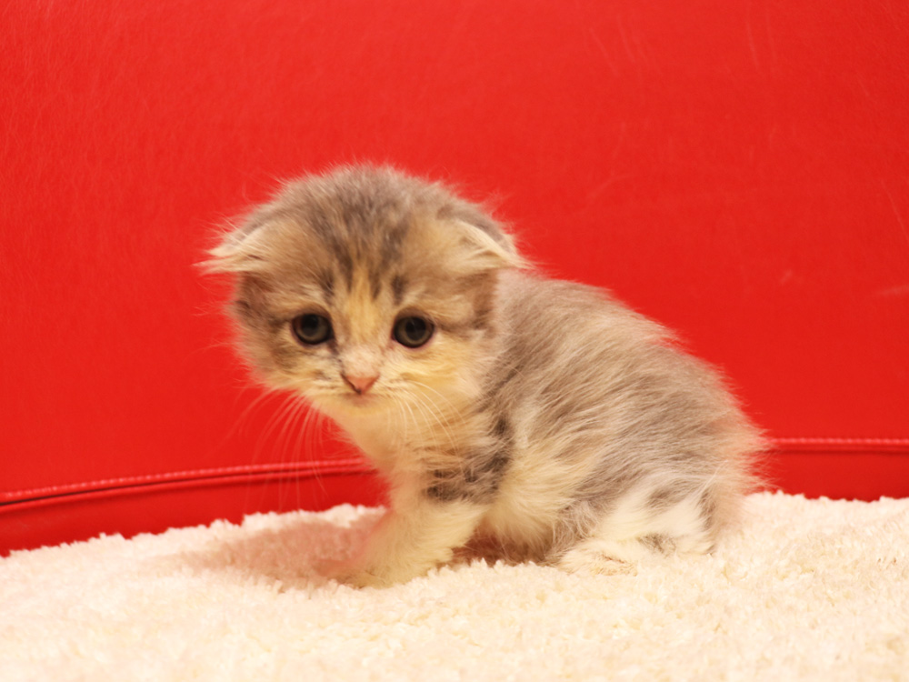 スコティッシュフォールドの子猫画像