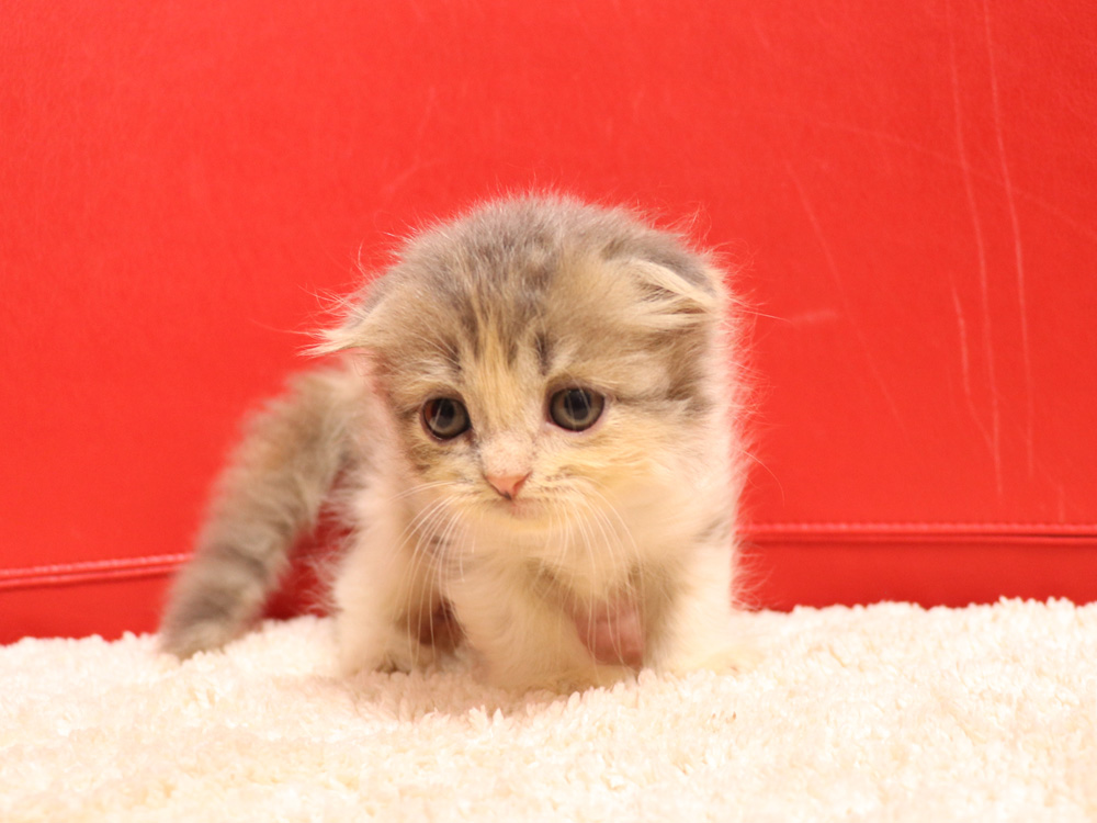 スコティッシュフォールドの子猫画像
