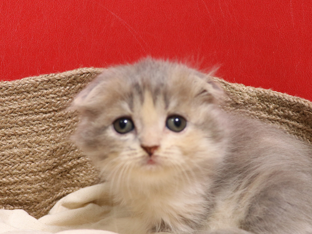 スコティッシュフォールドの子猫画像