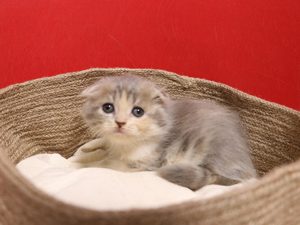 スコティッシュフォールドの子猫画像