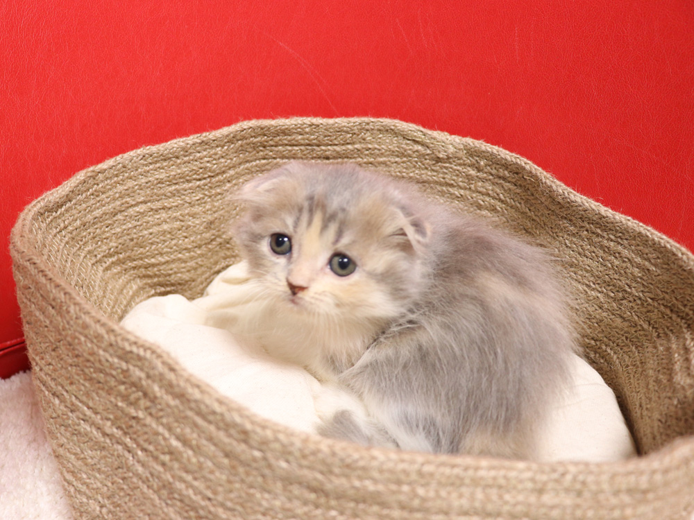 スコティッシュフォールドの子猫画像