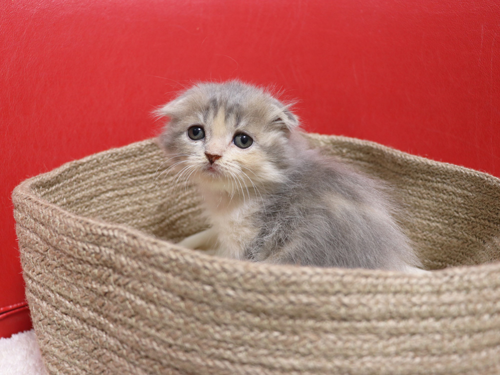 スコティッシュフォールドの子猫画像