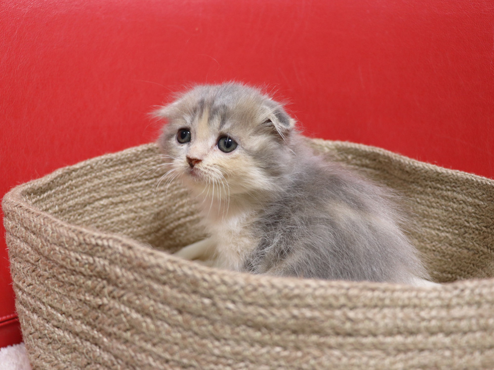スコティッシュフォールドの子猫画像