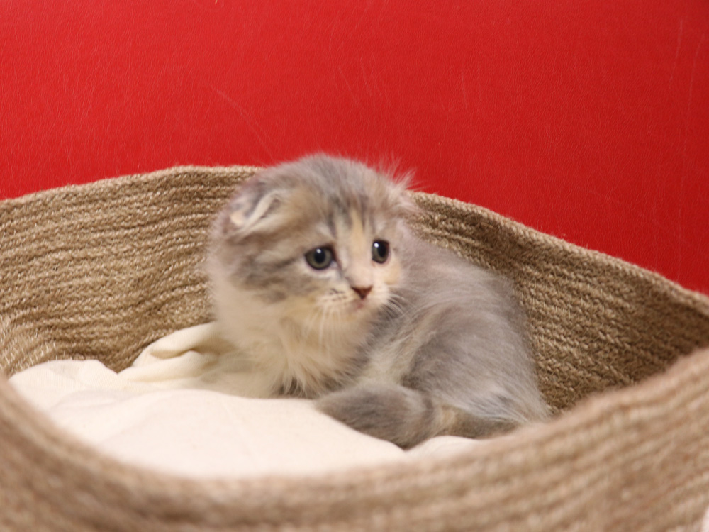 スコティッシュフォールドの子猫画像