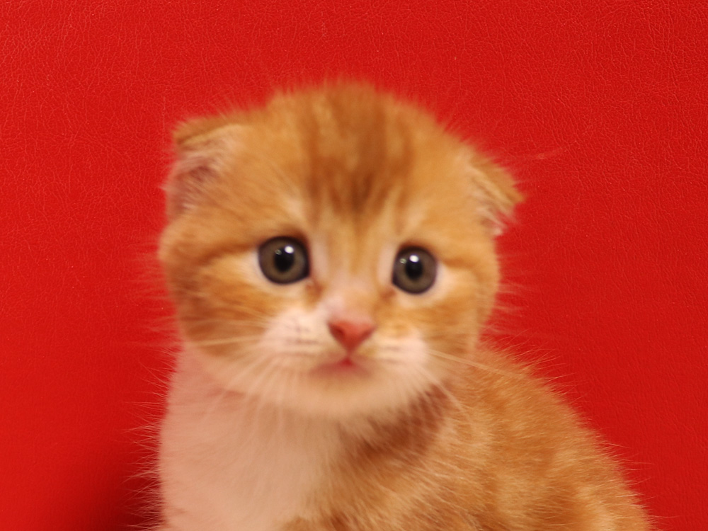 スコティッシュフォールドの子猫画像