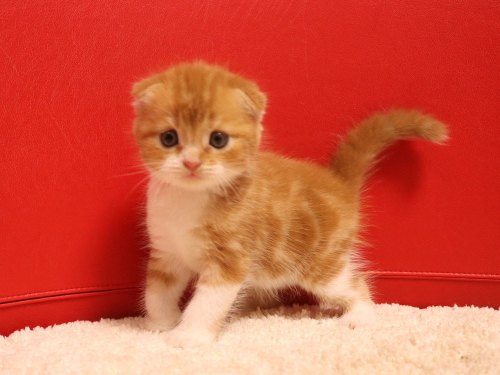 スコティッシュフォールドの子猫画像