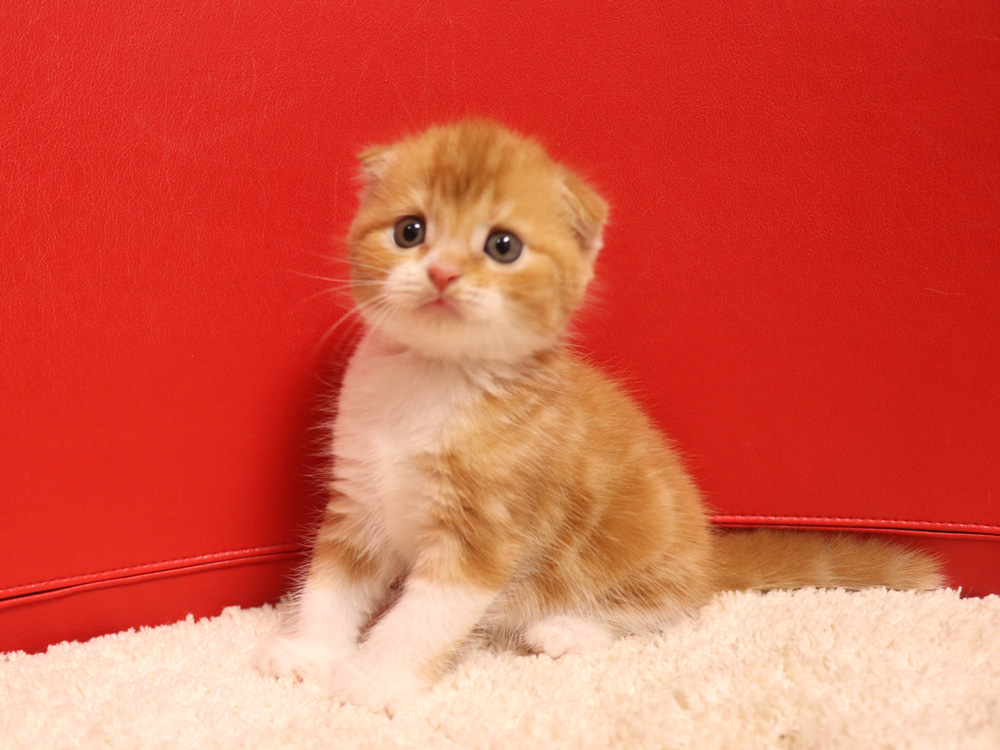 スコティッシュフォールドの子猫画像