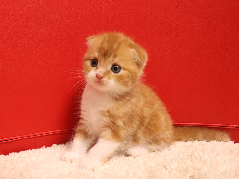 スコティッシュフォールドの子猫画像