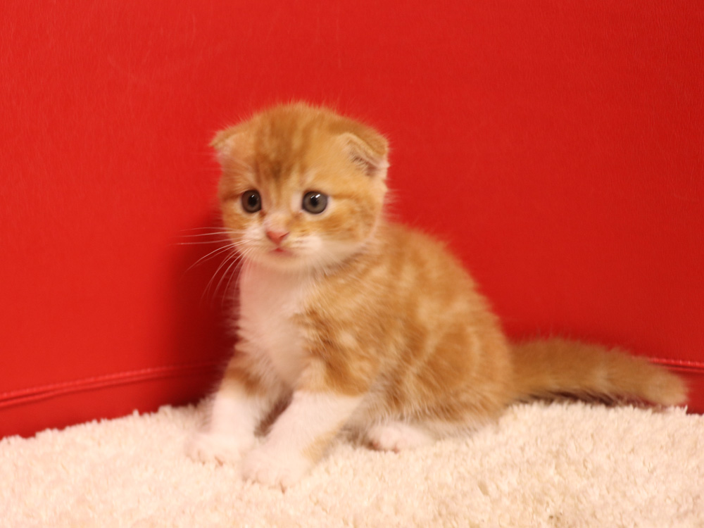 スコティッシュフォールドの子猫画像