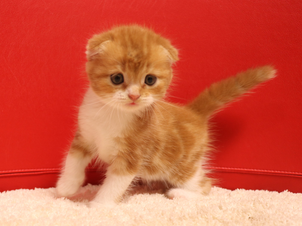 スコティッシュフォールドの子猫画像