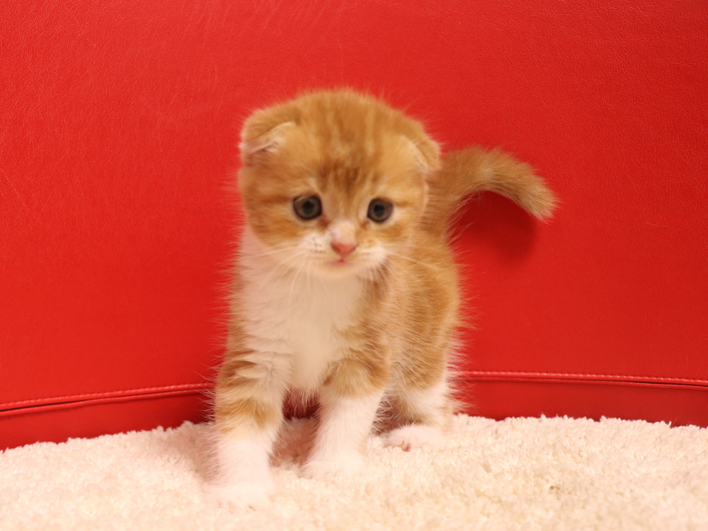 スコティッシュフォールドの子猫画像