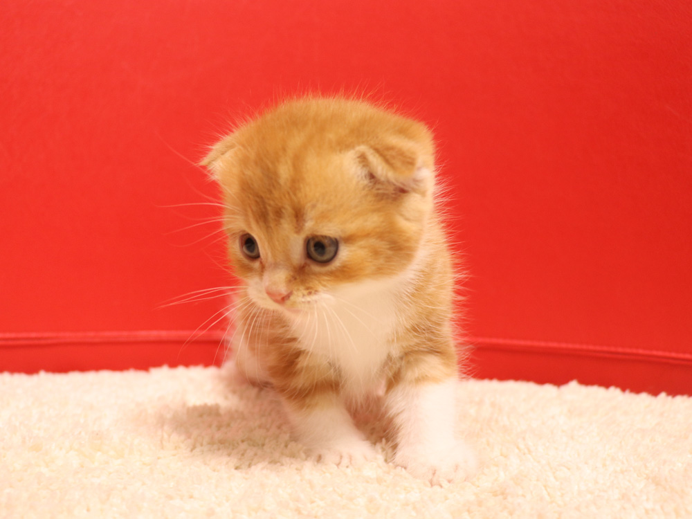 スコティッシュフォールドの子猫画像