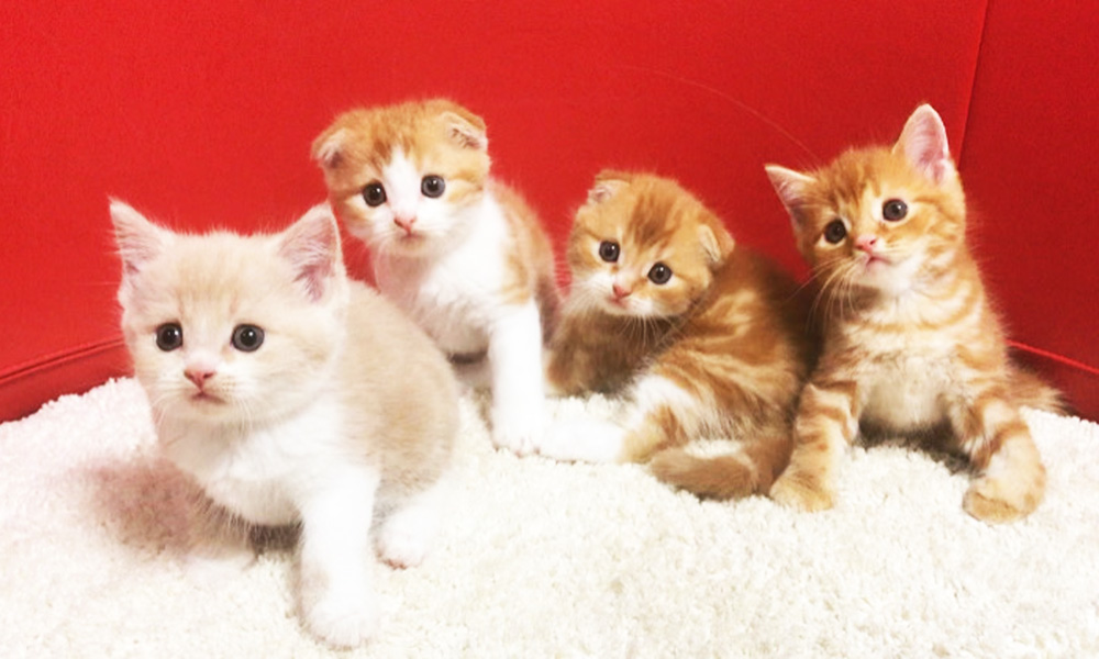 スコティッシュフォールドの子猫画像