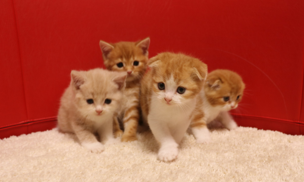 スコティッシュフォールドの子猫画像