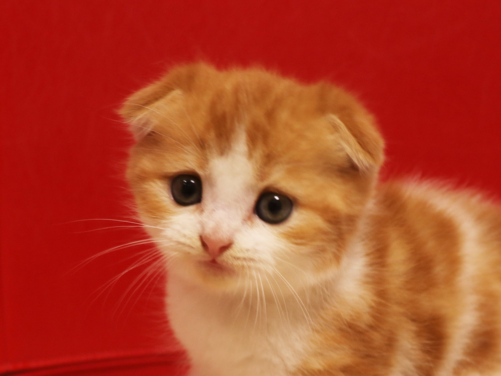 スコティッシュフォールドの子猫画像