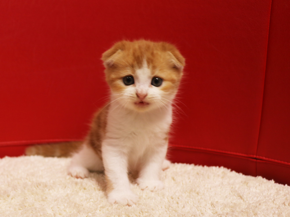 スコティッシュフォールドの子猫画像