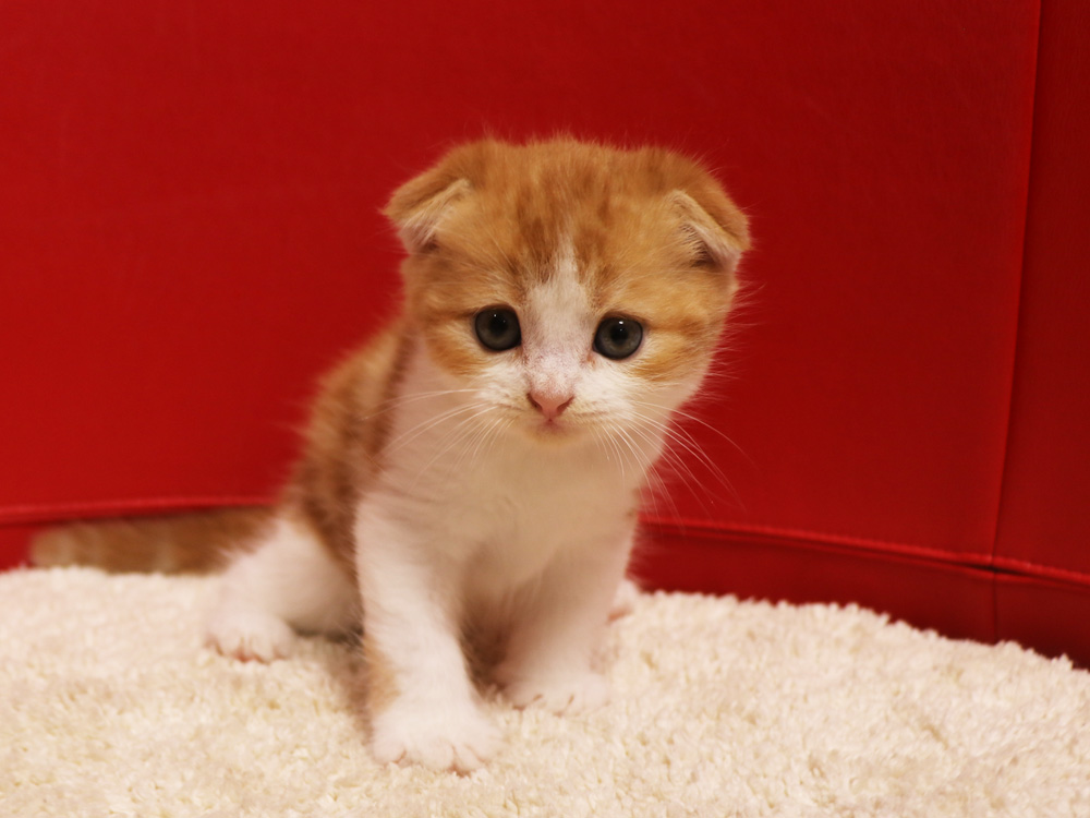 スコティッシュフォールドの子猫画像