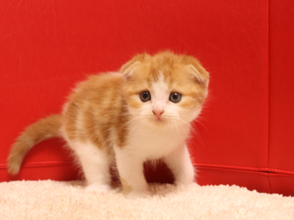 スコティッシュフォールドの子猫画像