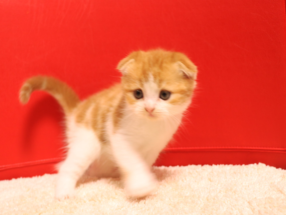 スコティッシュフォールドの子猫画像