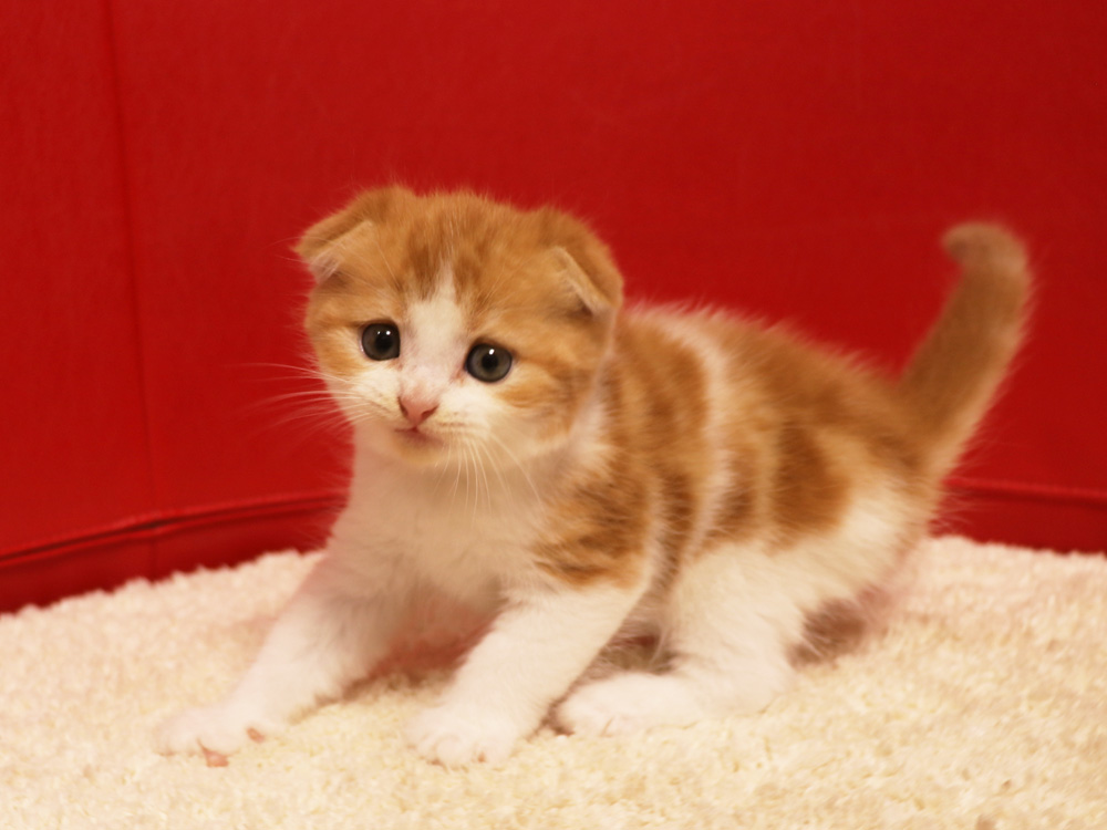スコティッシュフォールドの子猫画像