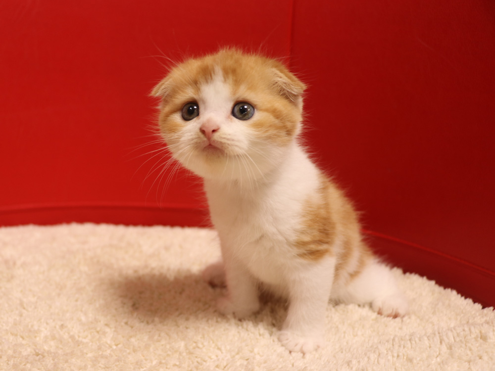スコティッシュフォールドの子猫画像