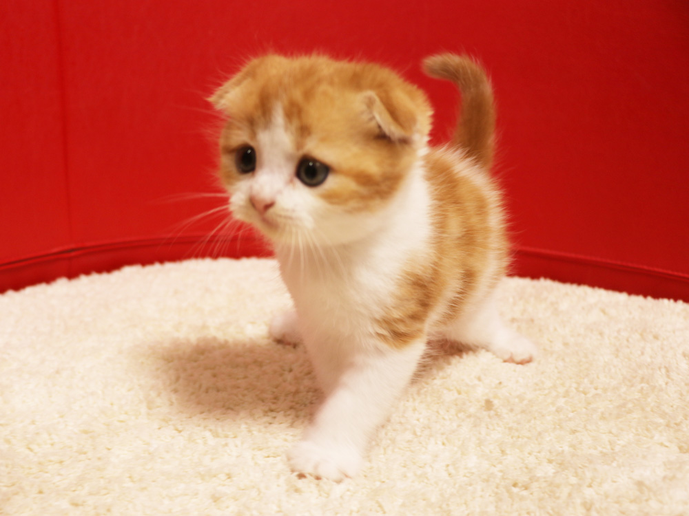 スコティッシュフォールドの子猫画像